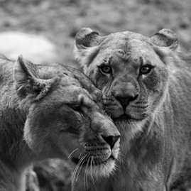 Wildlife Photography